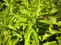 Menthe glaciale ou menthe marocaine